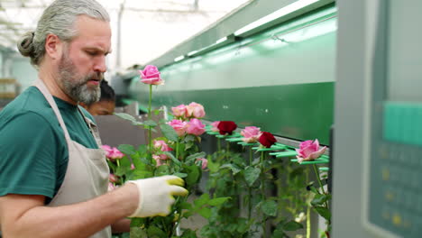 Male-Worker-Loading-Roses-on-Flower-Processing-Machine